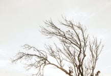 Adulting 101: A Guide to Planning Your Dream Wedding