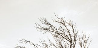 Adulting 101: A Guide to Planning Your Dream Wedding