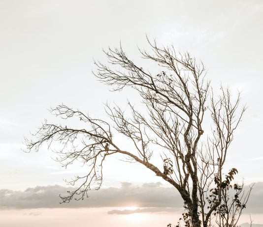 Adulting 101: A Guide to Planning Your Dream Wedding